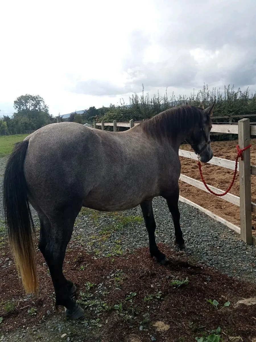 Silver Shadow Class one Mare - Image 3