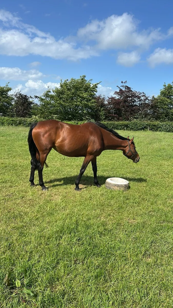 In foal to performance Connemara - Image 4