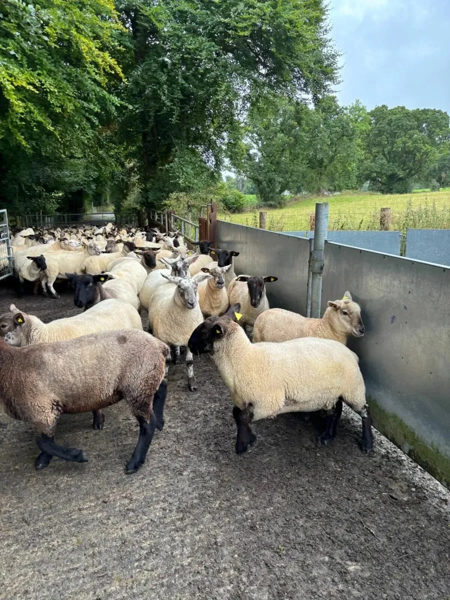 Organic Hoggets - Image 2