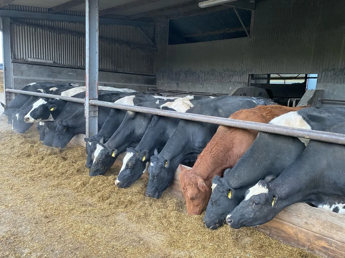 Relief Milker available