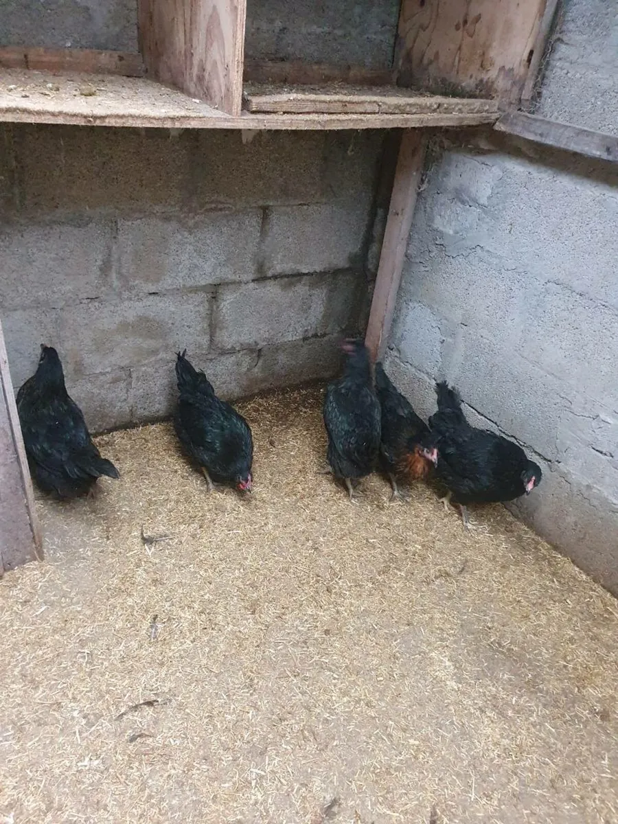 Hens/pullets available every day in kildare - Image 2