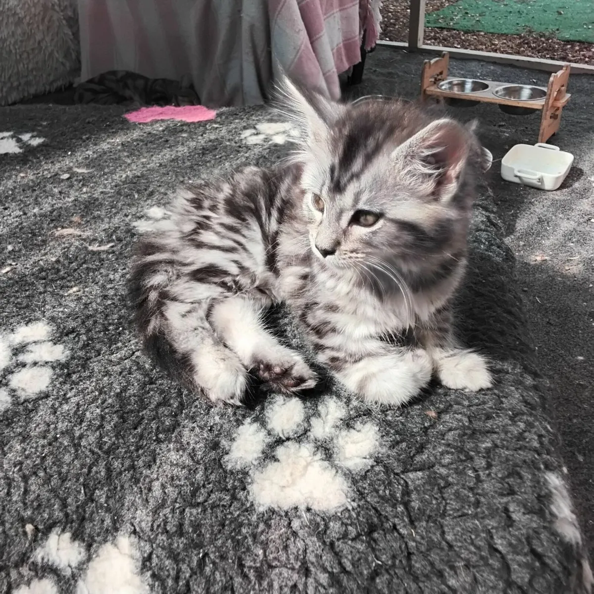 Maine Coon kittens - Image 1