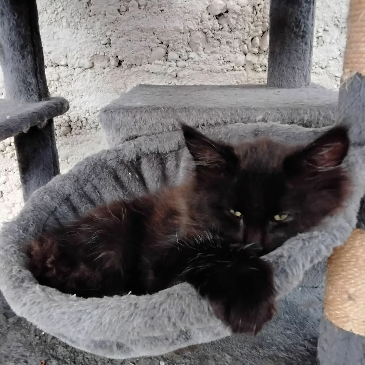 Maine Coon kittens - Image 2