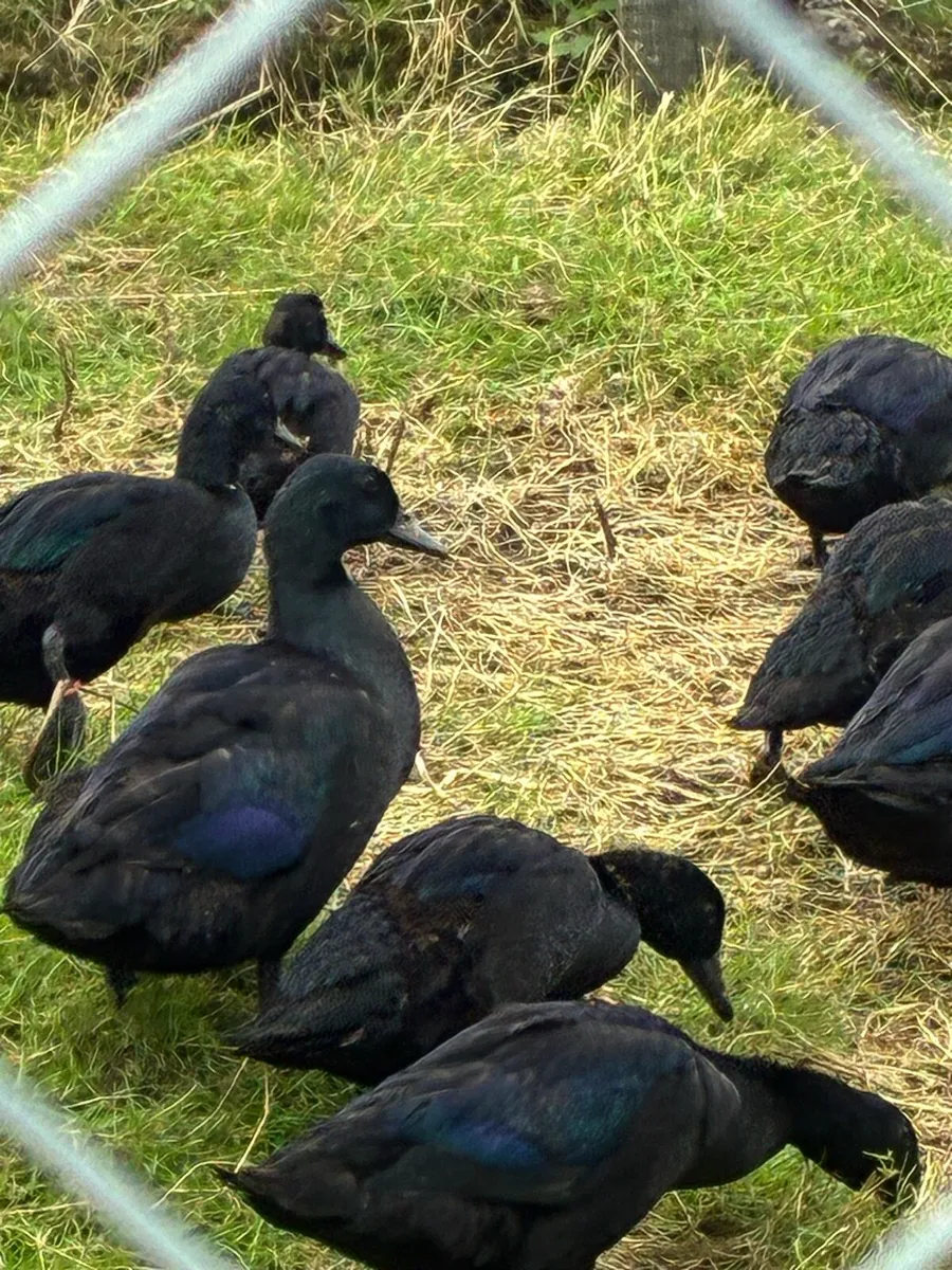 East Indian Ducks - Image 1