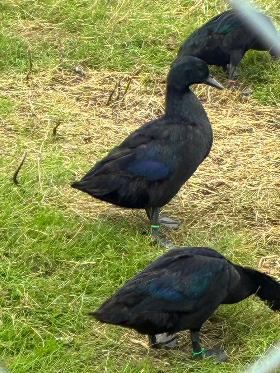 East Indian Ducks - Image 2