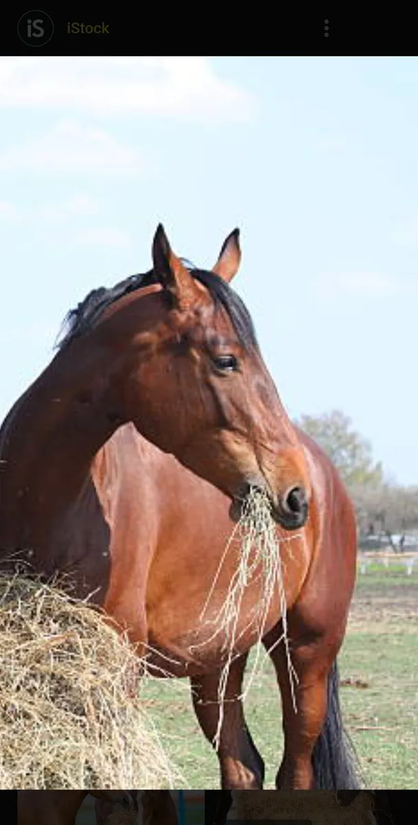 Hay-4x4's  1st crop and older hay - Image 1