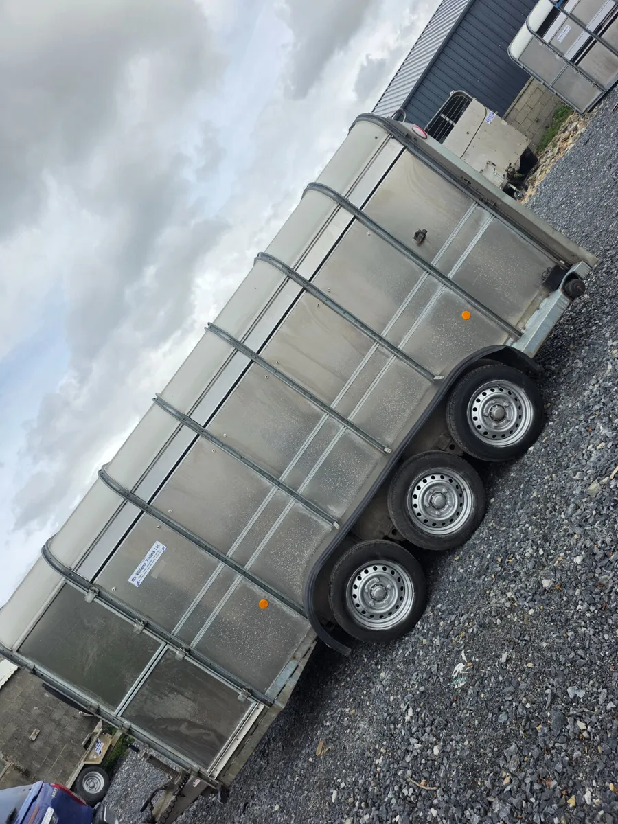14ft ifor Williams cattle trailer as new - Image 4