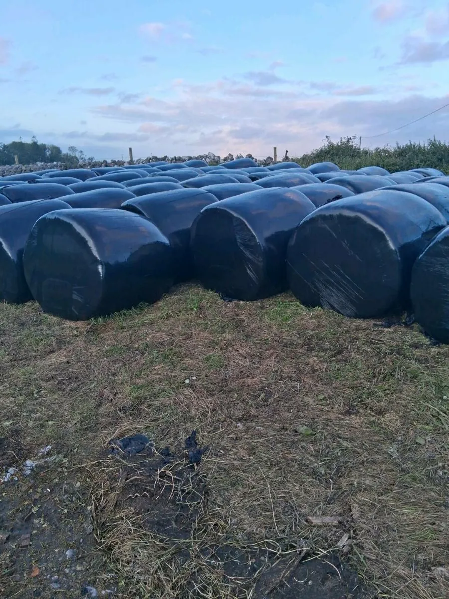 Silage Bales