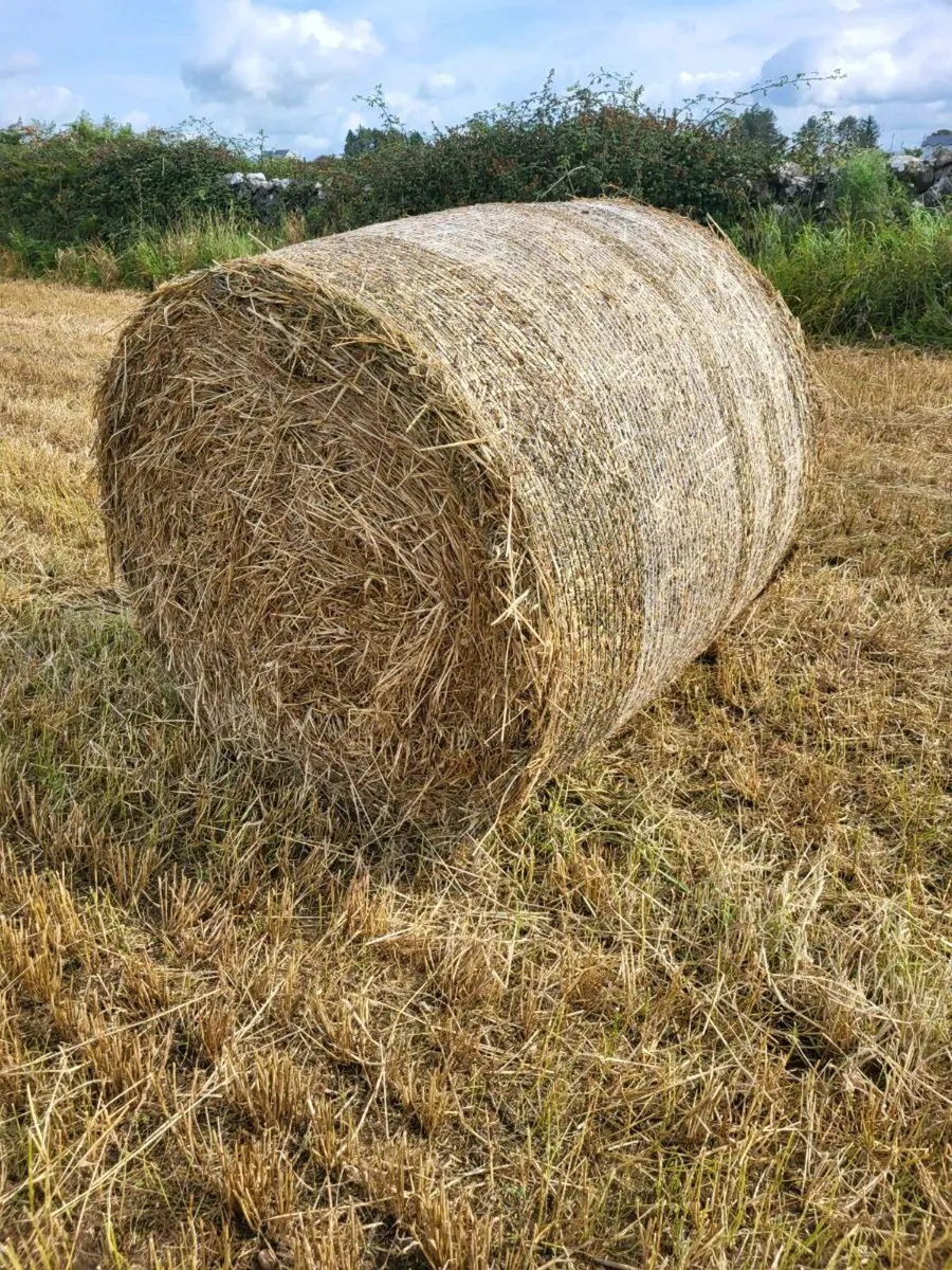 Barley Straw - Image 1