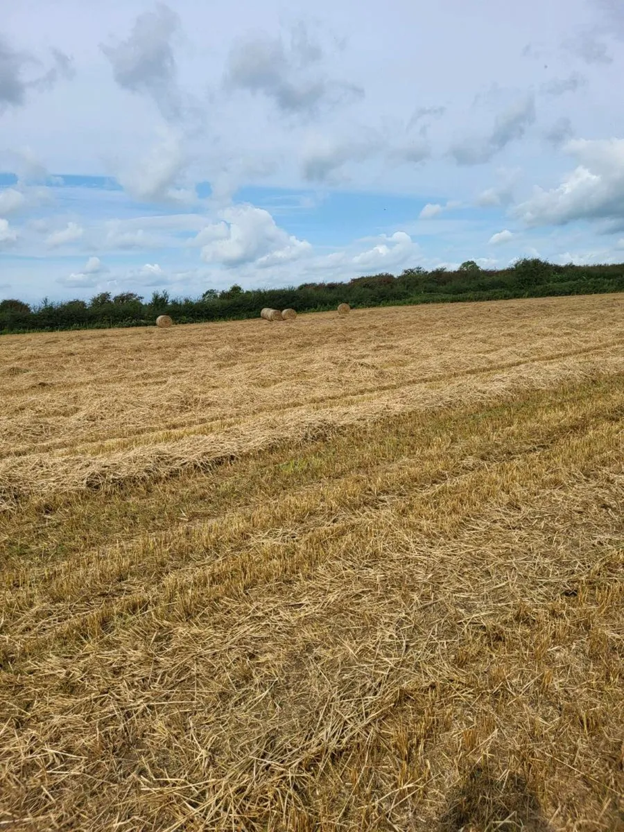 Barley Straw - Image 2