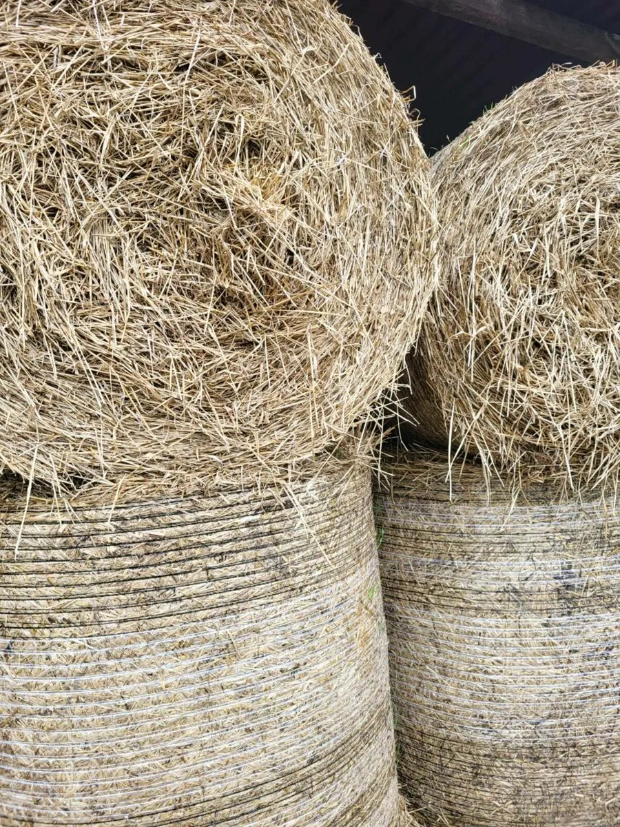 Barley Straw - Image 3