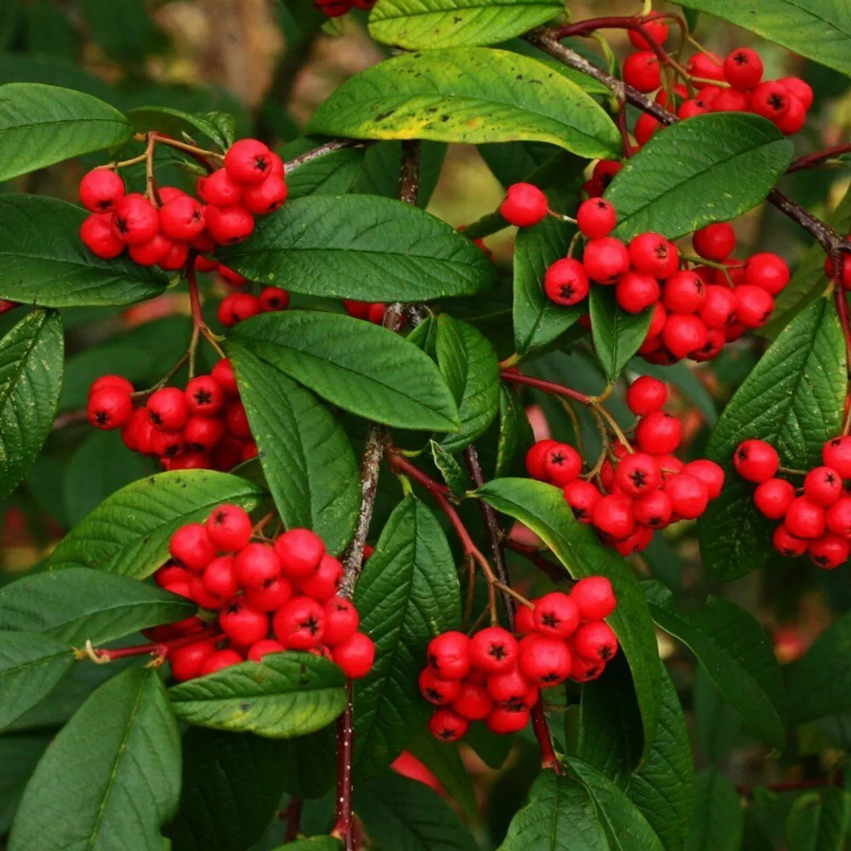 Cotoneaster Coral Berry Compactus Hedging