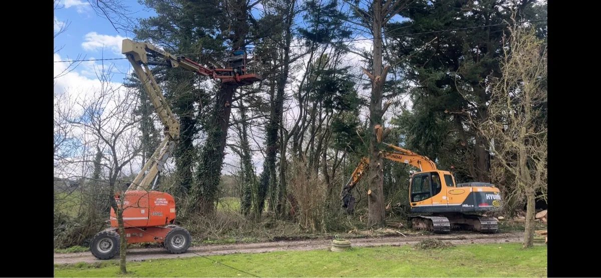 Dangerous trees wood chipper tree hight reduction - Image 1