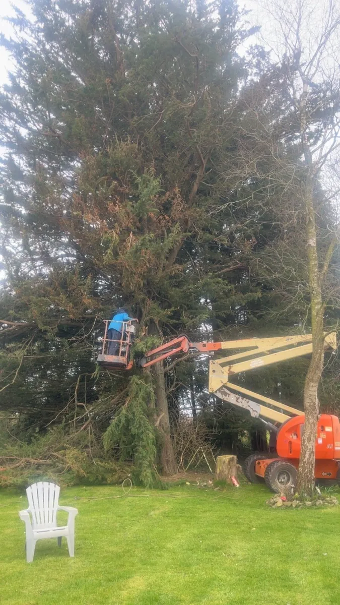 Dangerous trees wood chipper tree hight reduction - Image 3