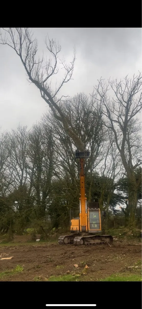 Dangerous trees wood chipper tree hight reduction - Image 4