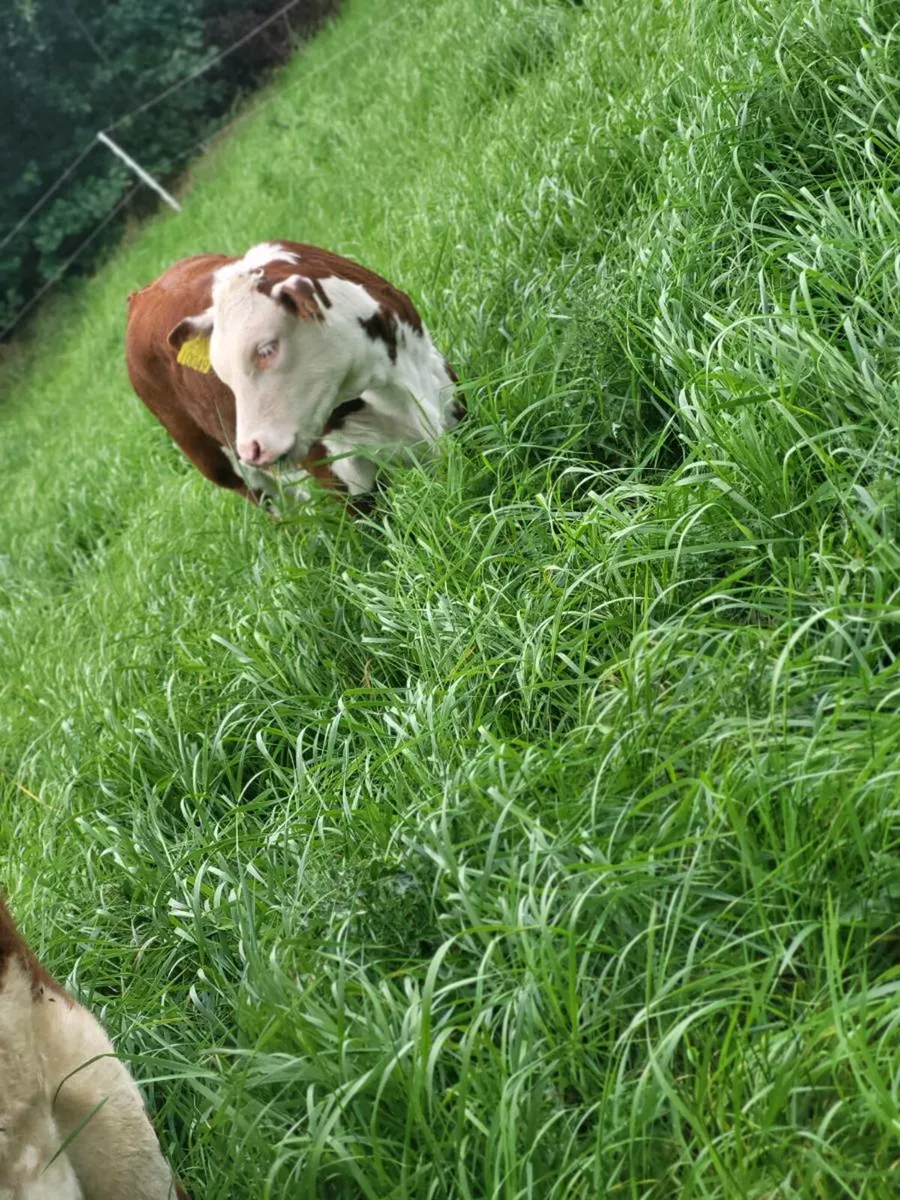 Herefords pedigree - Image 3