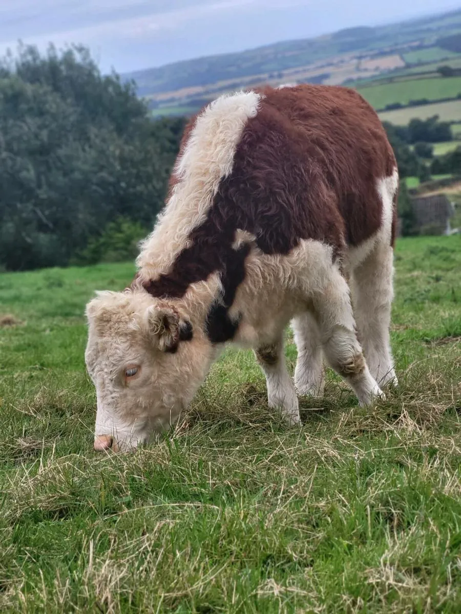 Herefords pedigree - Image 1