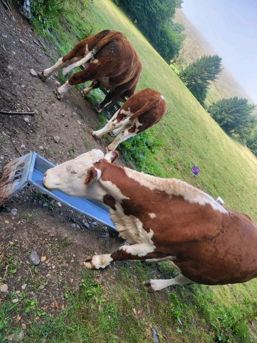 Herefords pedigree - Image 4