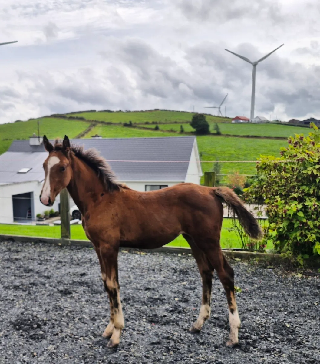 Quality foals by Avos Jordan Z - Image 1