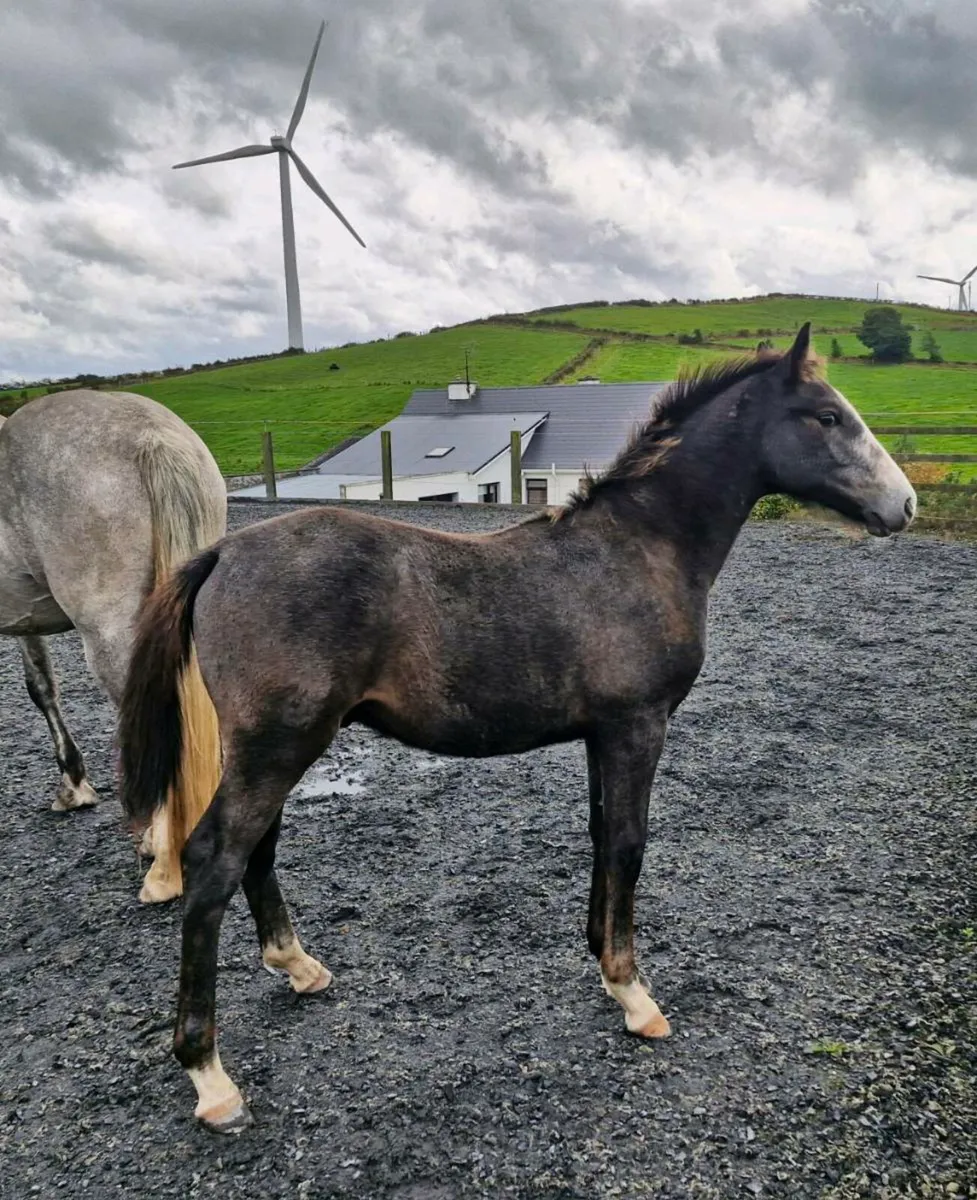 Quality foals by Avos Jordan Z - Image 3