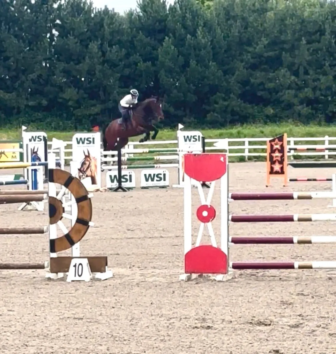 Showjumper - Image 4