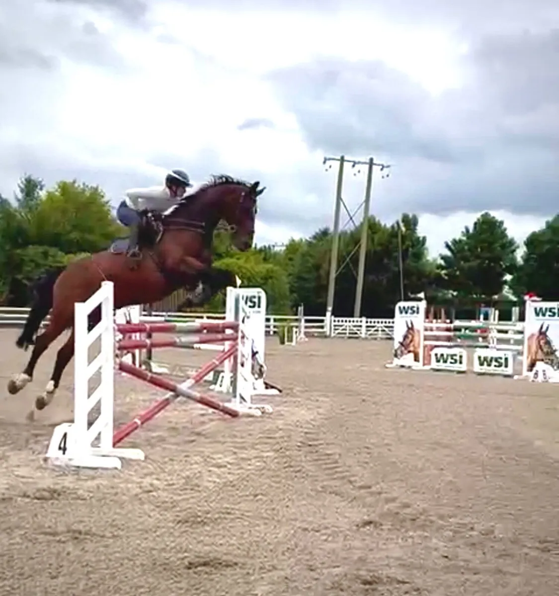 Showjumper - Image 3