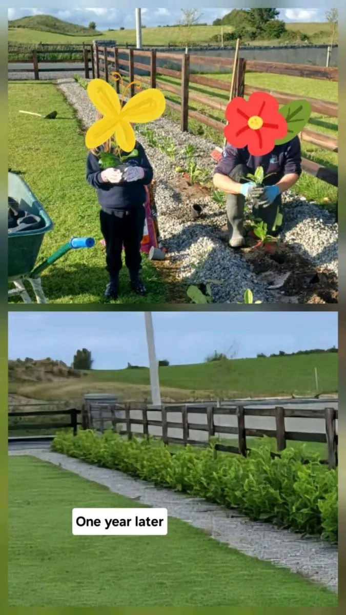 Laurel Hedging, Fast Growing - Image 1