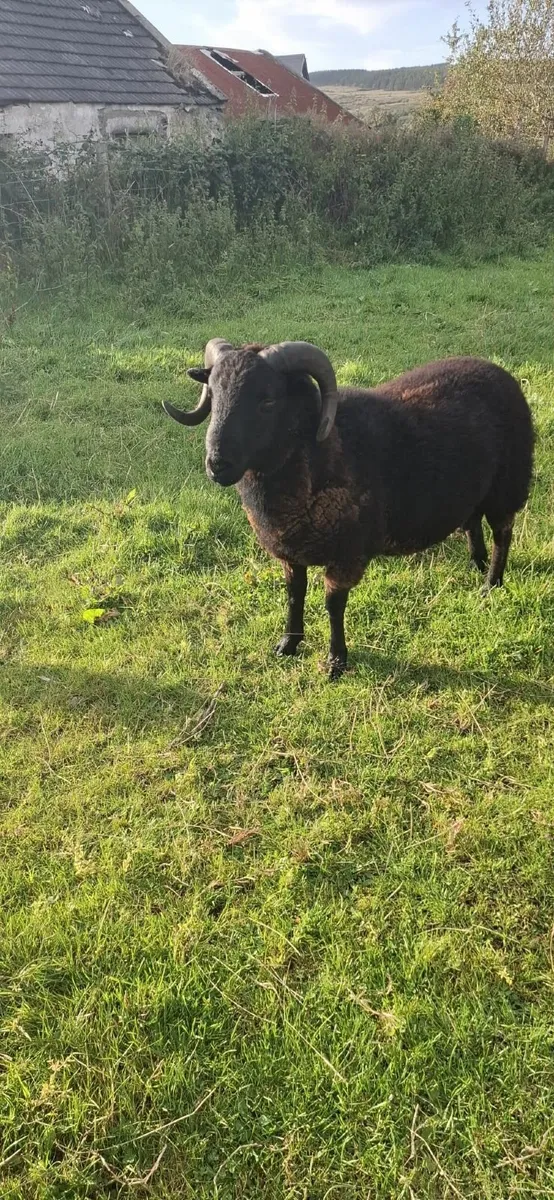 Rare breedSheep(Torddu Badger,Black Welsh,Shetland - Image 4