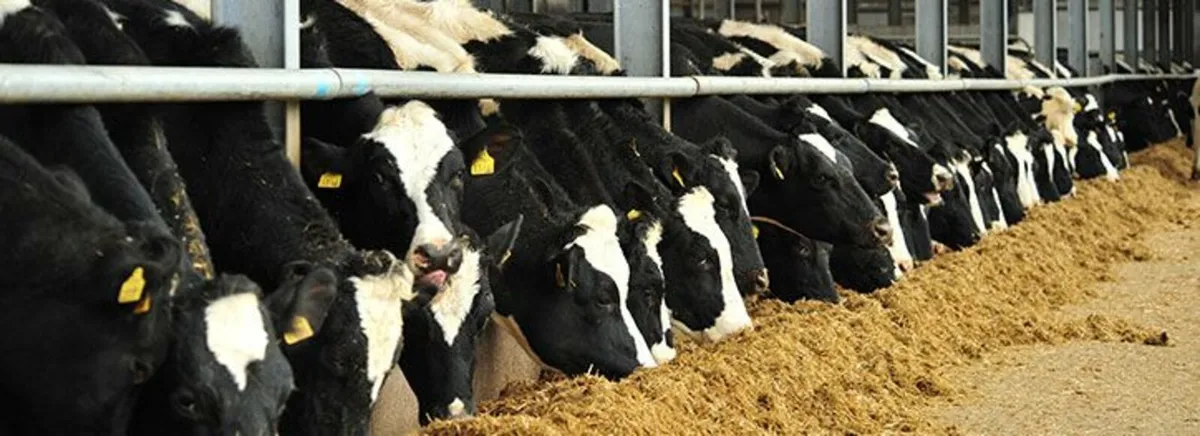 Winter Housing Available