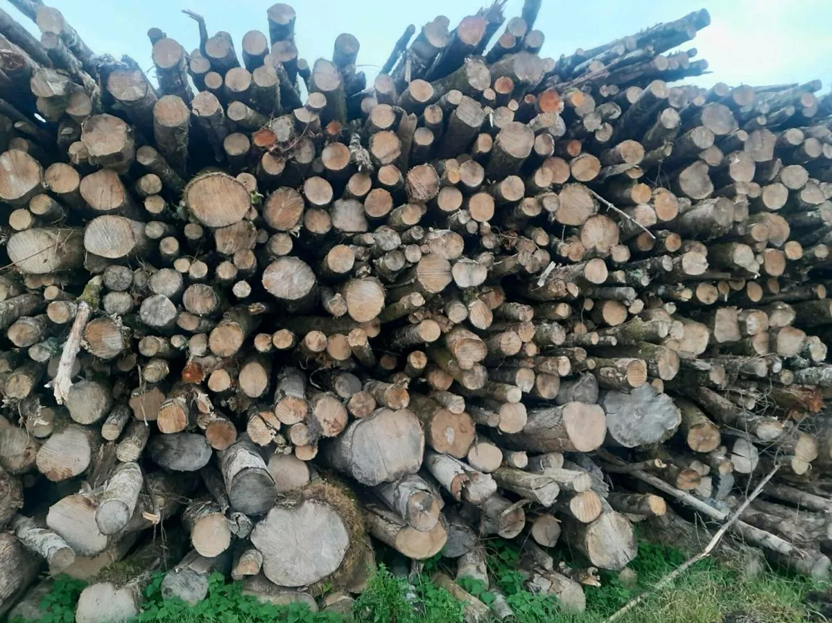 Good quality hardwood firewood - Image 1