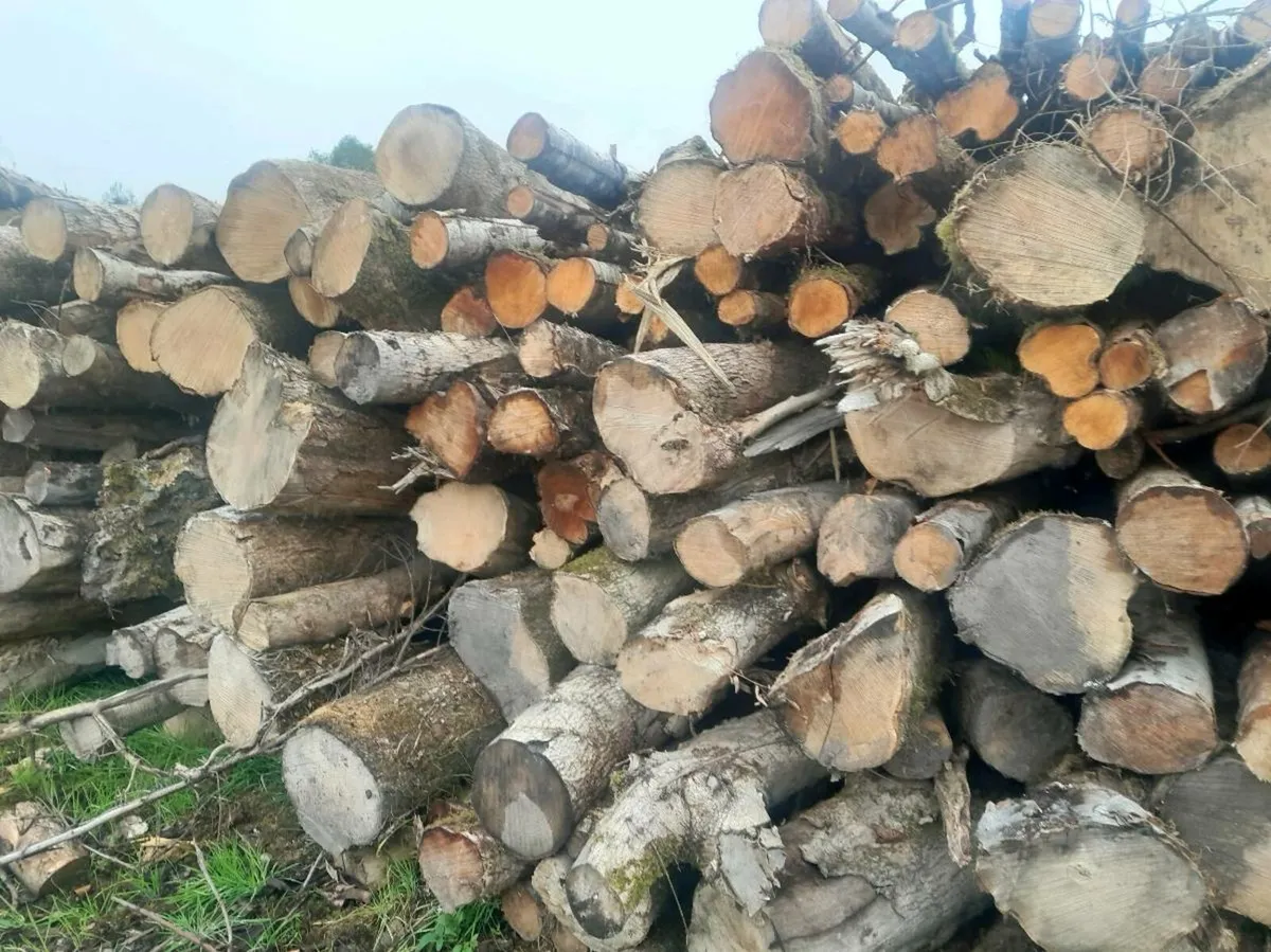 Good quality hardwood firewood - Image 2