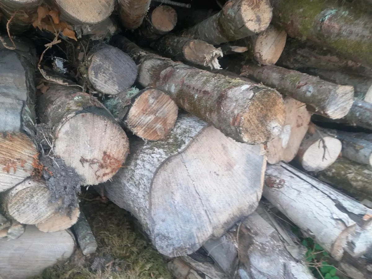 Good quality hardwood firewood - Image 3