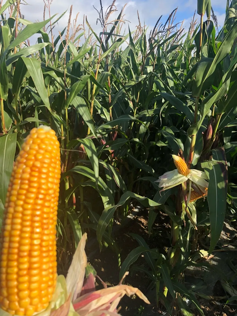 *Maize 🌽🌽🌽 For sale in Bales can be Delivered * - Image 4