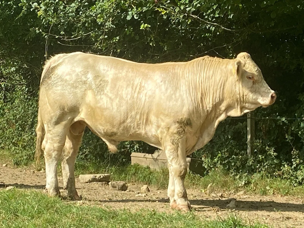 Easy Calving Charolais polled bulls - Image 3