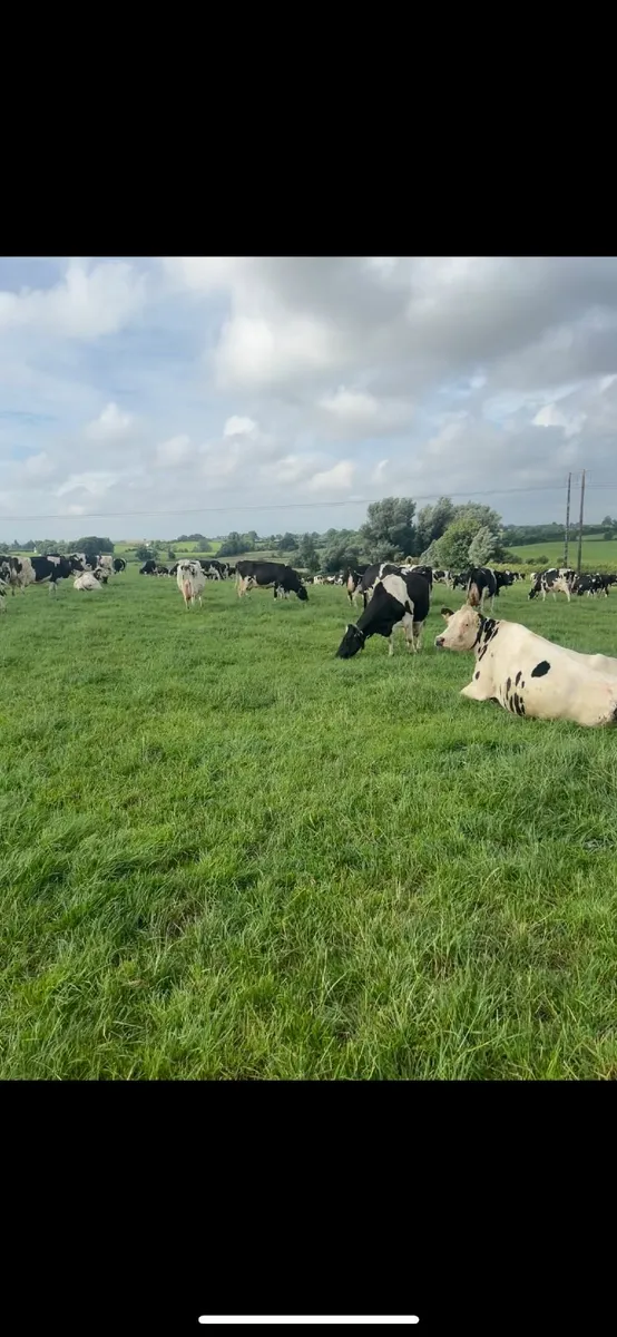 Dairy farm worker wanted - Image 1