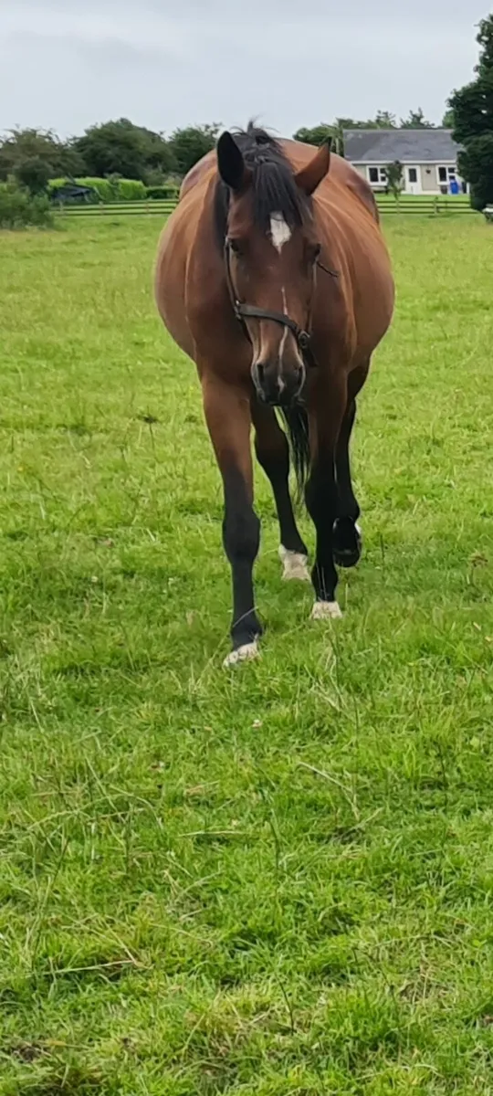 Contender  broodmare - Image 2