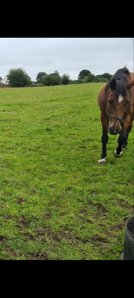 Contender  broodmare - Image 3