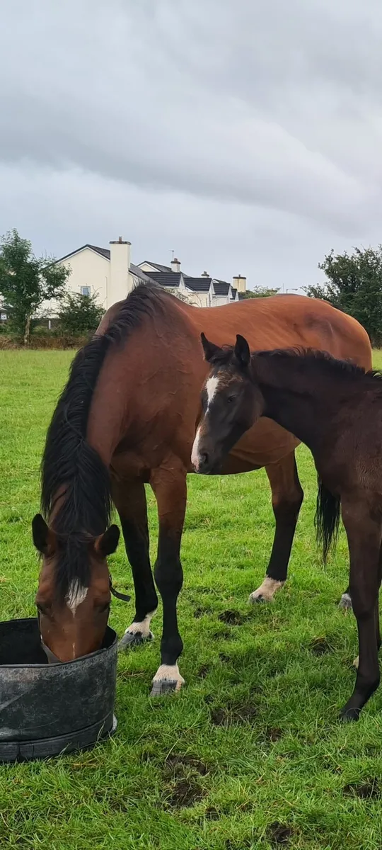 Contender  broodmare - Image 1