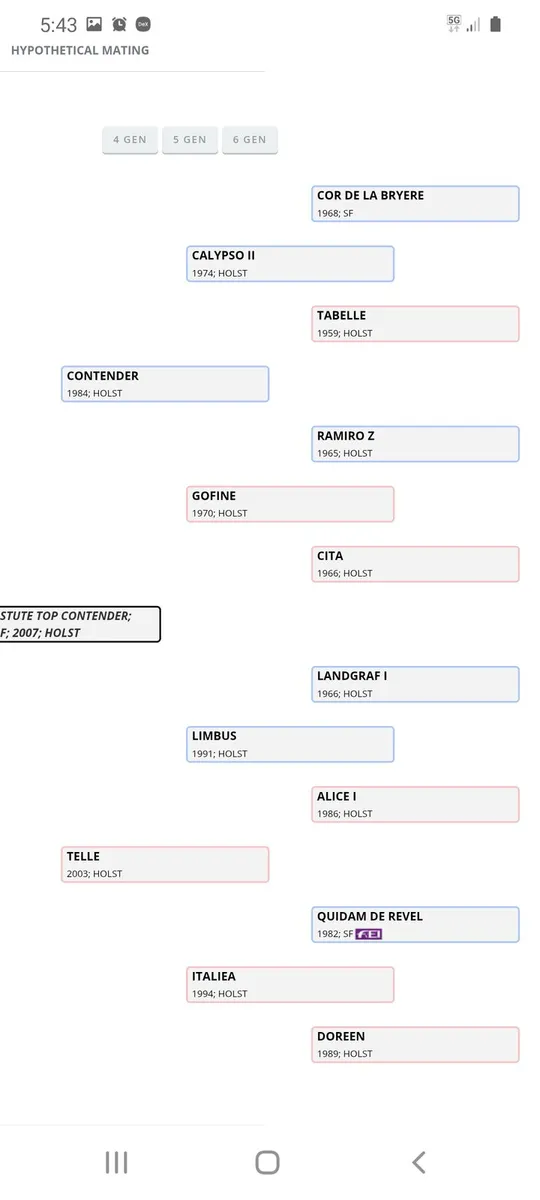 Contender  broodmare - Image 4