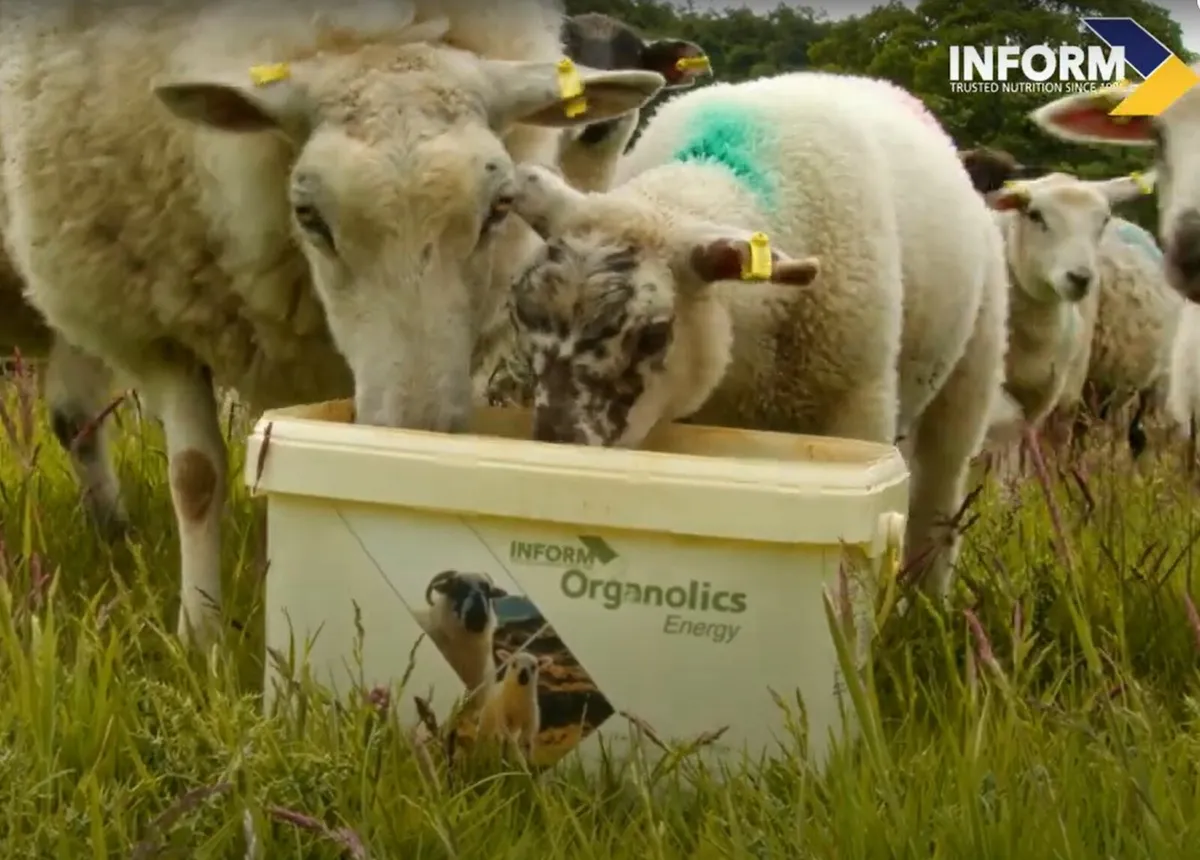 Organic Lick Mineral Buckets