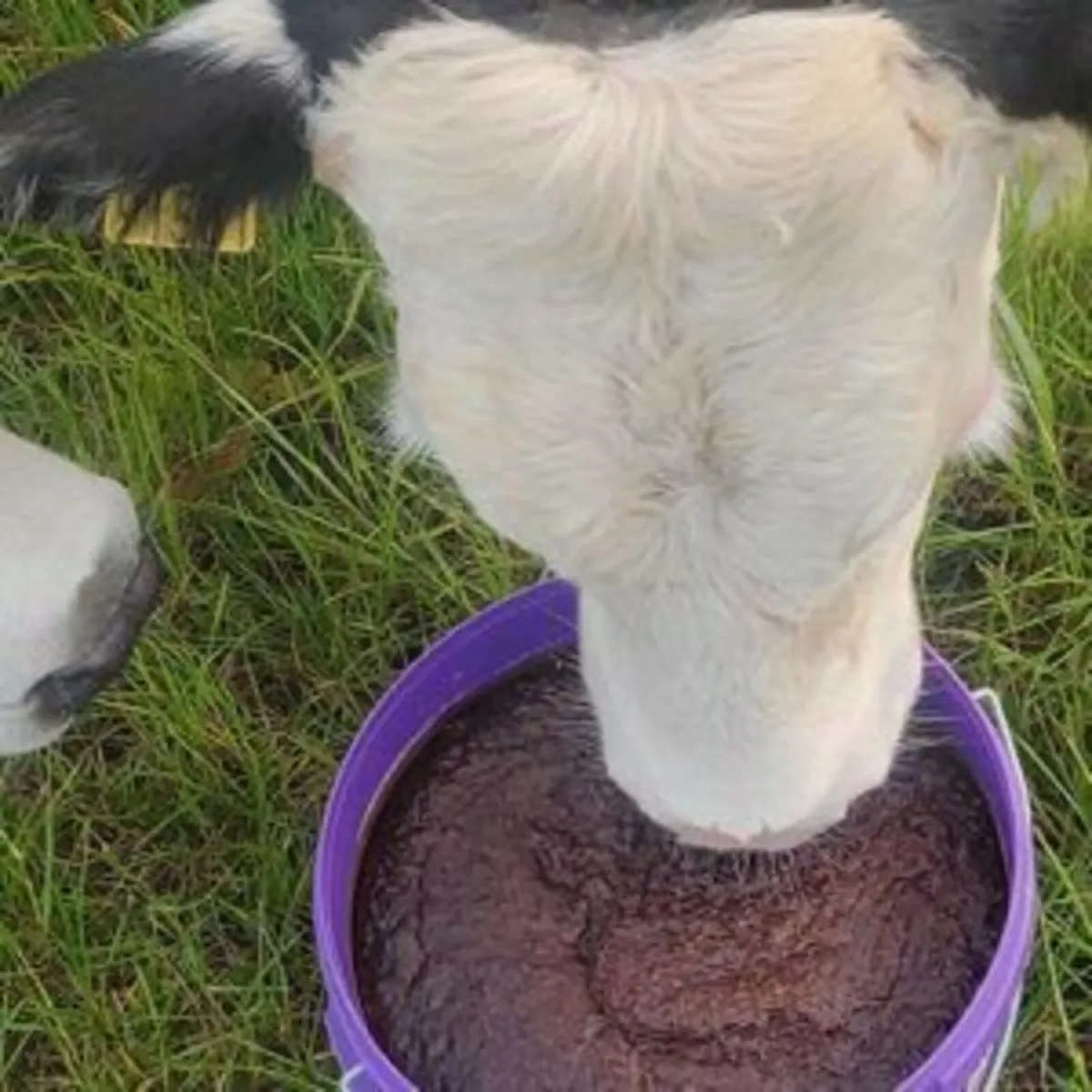 Mineral Lick buckets