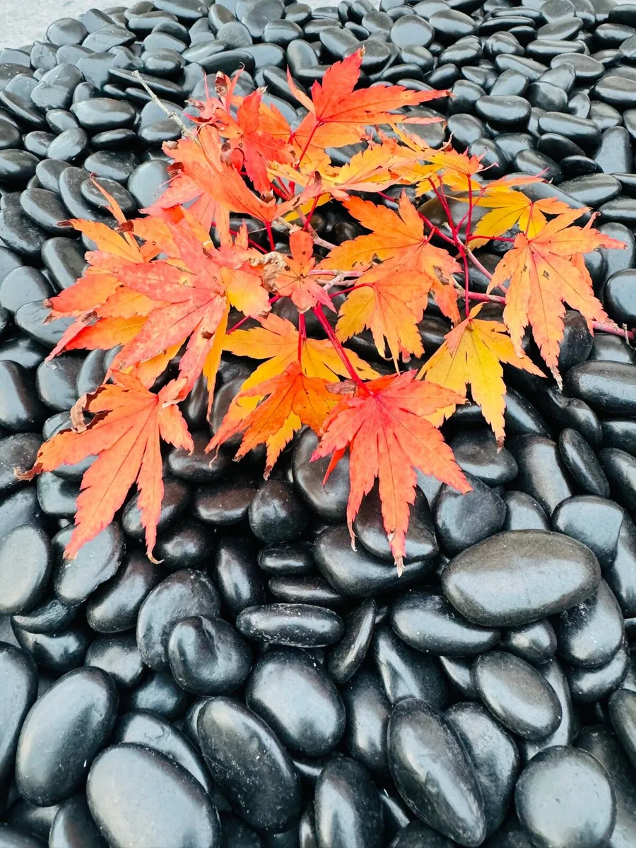 Plum slate boulders Rocks Black polished  cobbles - Image 2