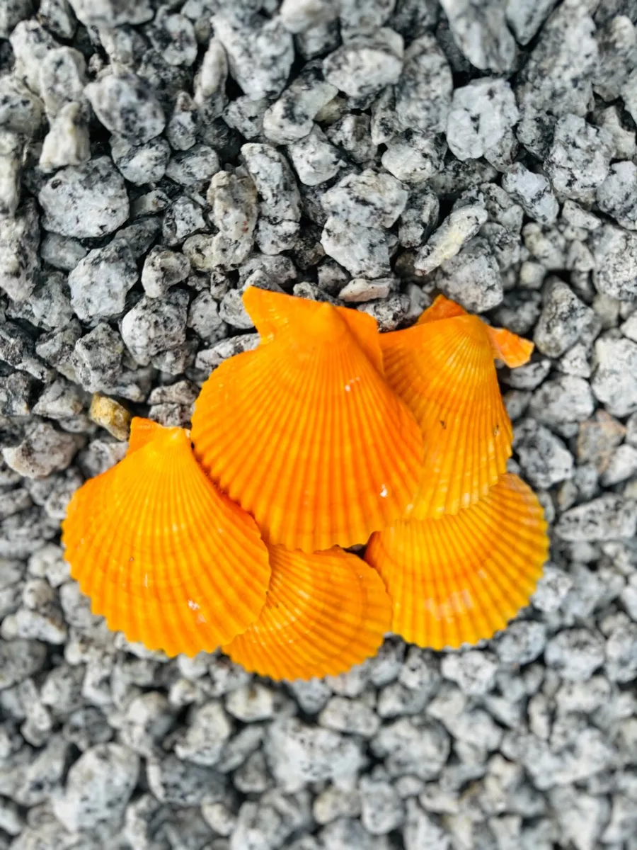 Plum slate stone cobbles pebbles rocks boulders - Image 2