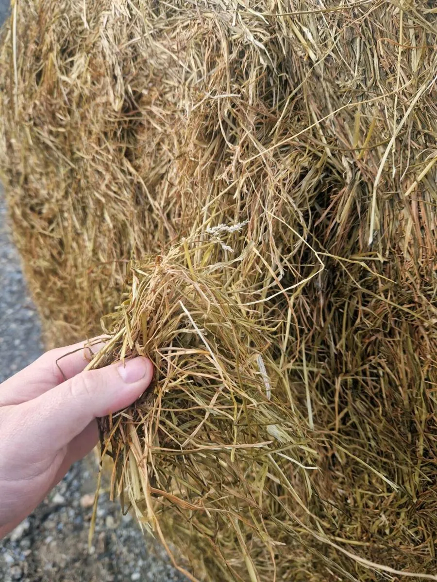 2025 first cut silage - Image 1