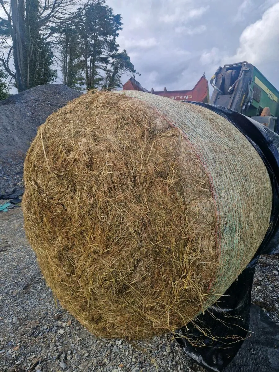 2025 first cut silage - Image 2