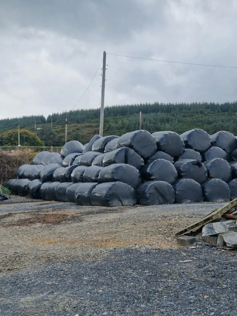 2025 first cut silage - Image 3