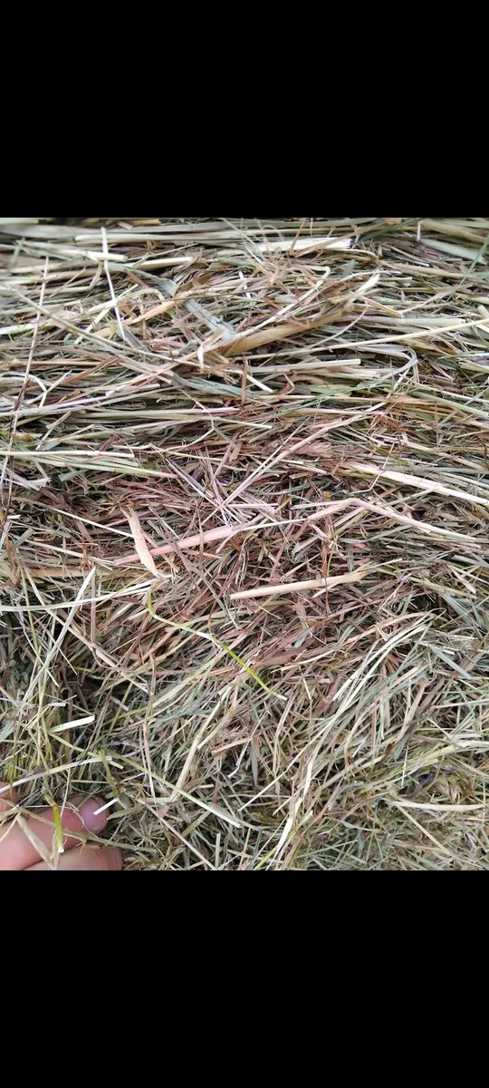 Top class hay - Image 2