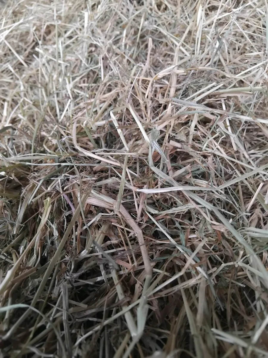 Top class hay - Image 4