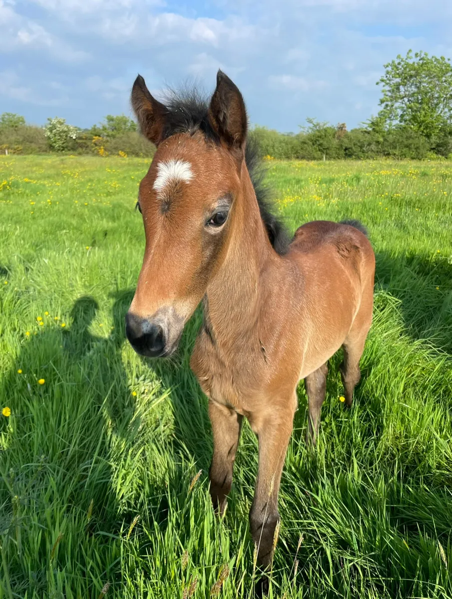 In foal to performance Connemara - Image 3