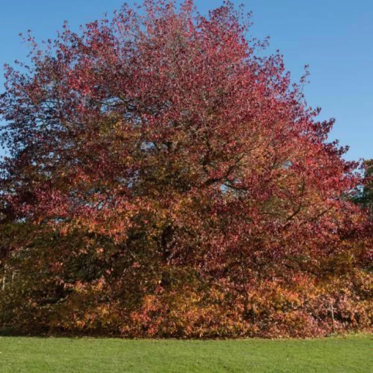 10 Tree Planting Bundle Offer - Image 3